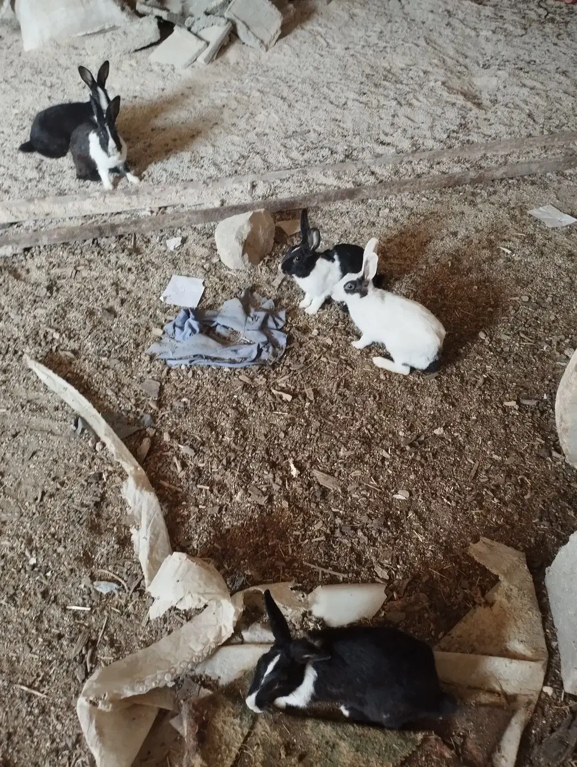 تعویض خرگوش با کبوتر|موش و خرگوش|ایذه, |دیوار