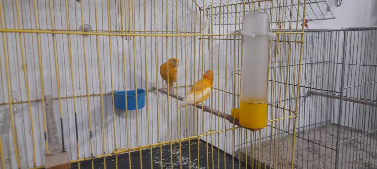 جفت قناری پرتغالی  نروماده تازه جفت|پرنده|بندر ماهشهر, |دیوار