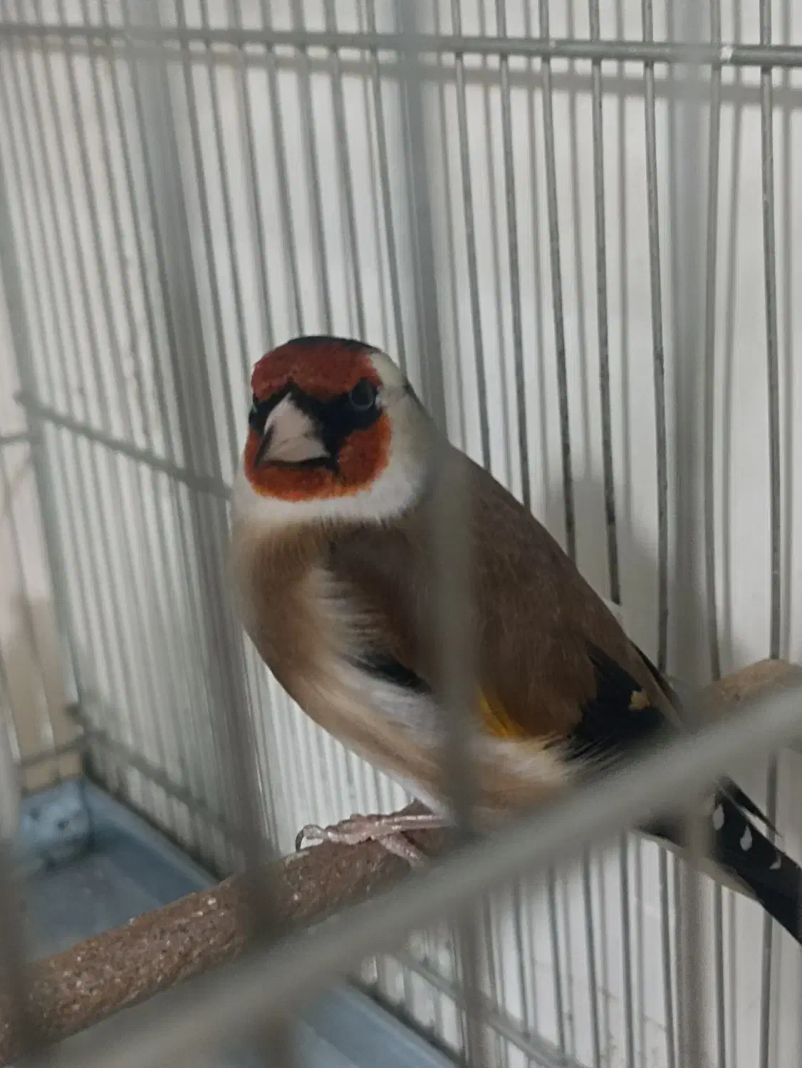 سهره|پرنده|کرج, بنیاد|دیوار