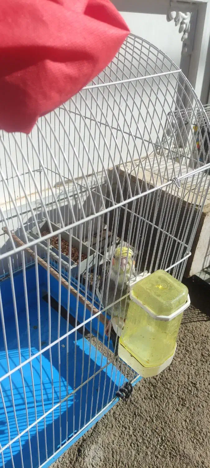 عروس هلندی|پرنده|نورآباد, |دیوار