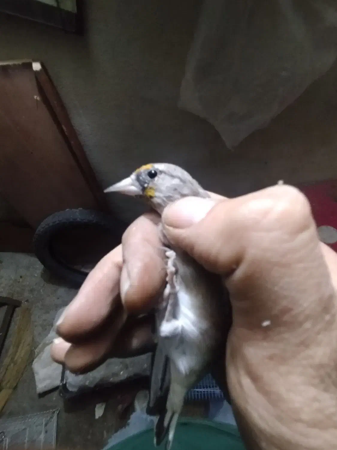 سهره ماده جوجه قفس داغسر|پرنده|تهران, اتابک|دیوار