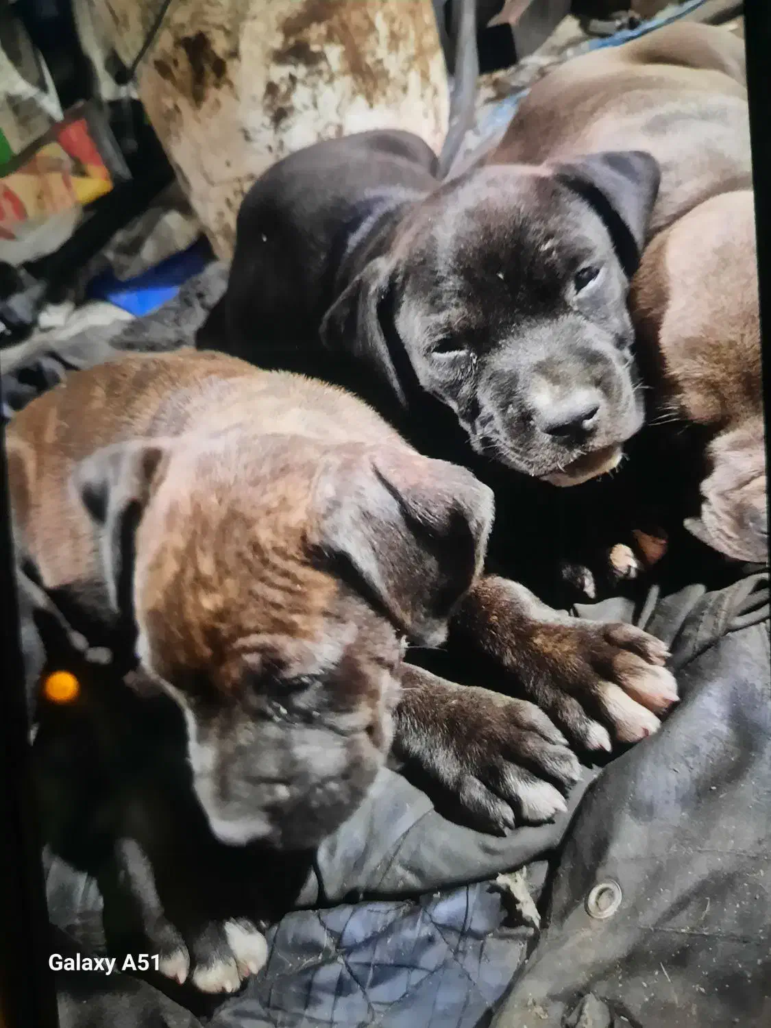 طوله امریکن بلو دو ماهه نر و ماده|سگ|رشت, یخسازی|دیوار