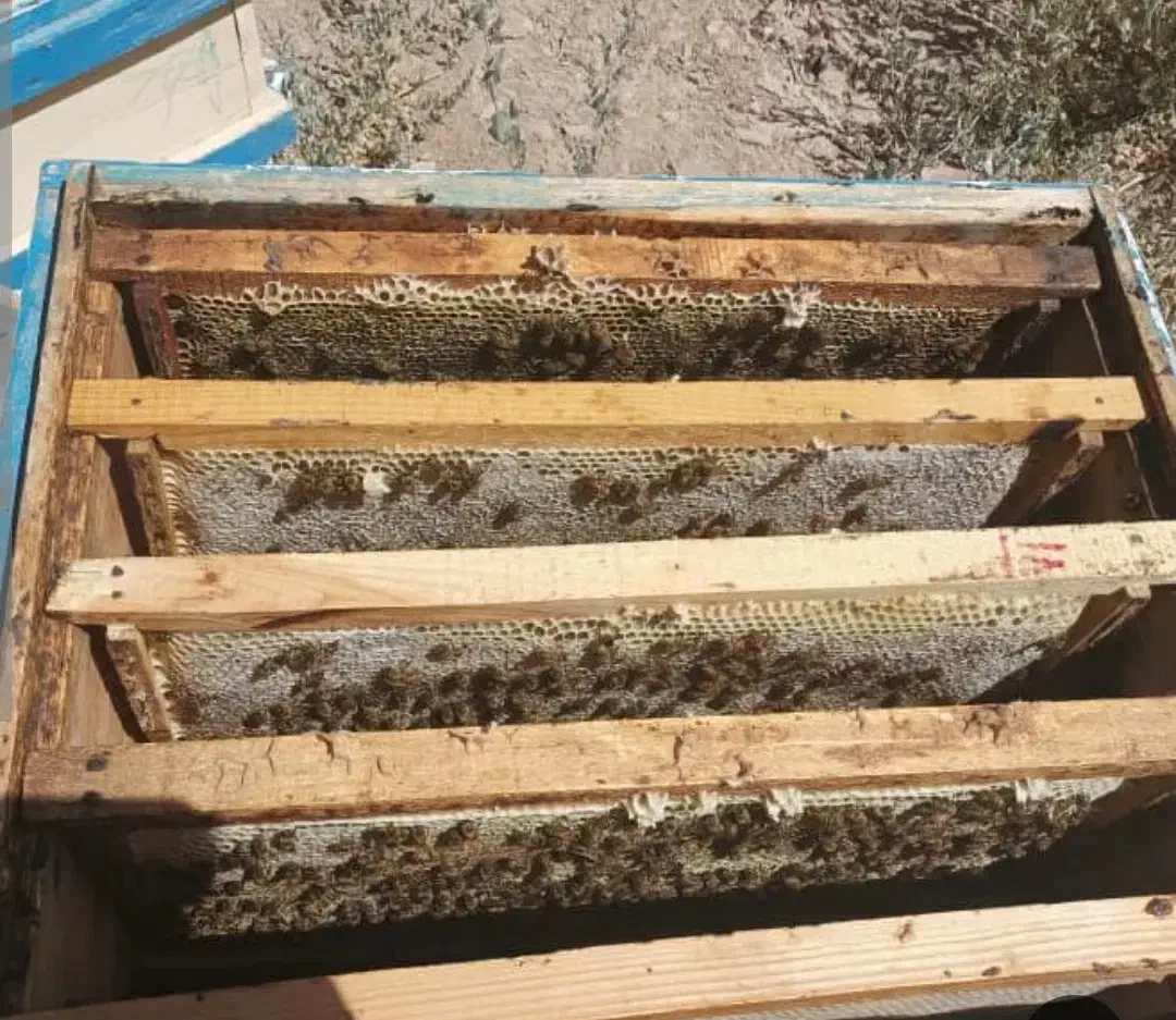 عسل طبیعی از کوه های سبلان ‌|خوردنی و آشامیدنی|میانه, |دیوار