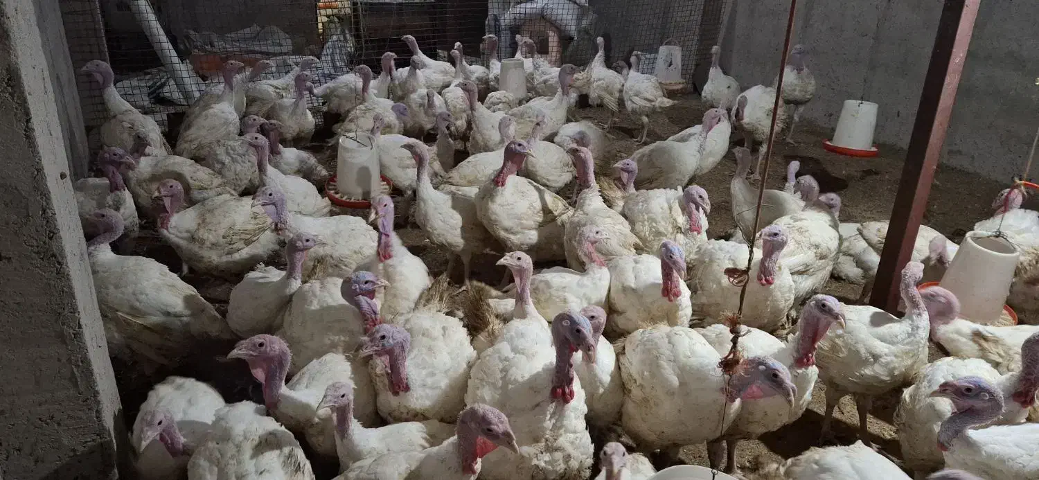 بوقلمون بیوتی۶|حیوانات مزرعه|لولمان, |دیوار