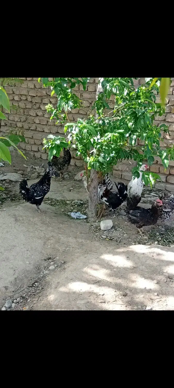 ۳ عدد مرغ گلین لری چهل تاج فول ریش تخمگذار جوان|حیوانات مزرعه|پاکدشت, پاکدشت (مامازند)|دیوار