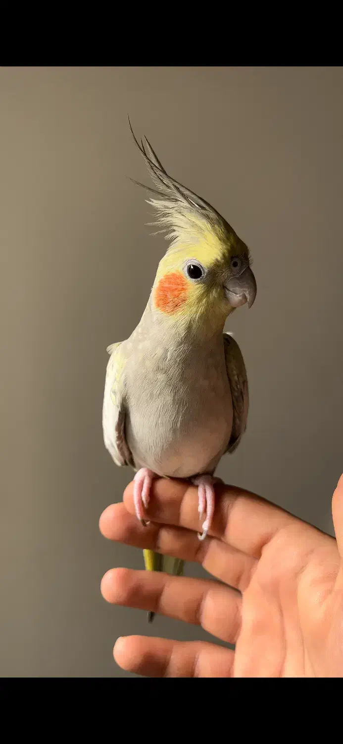 عروس هلندی|پرنده|شیراز, آبیاری|دیوار