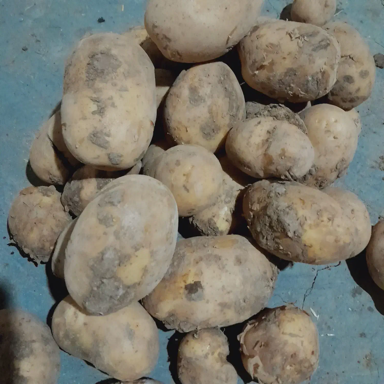 فروش 400کیلو سیب زمینی درجه یک|خوردنی و آشامیدنی|دهگلان, |دیوار