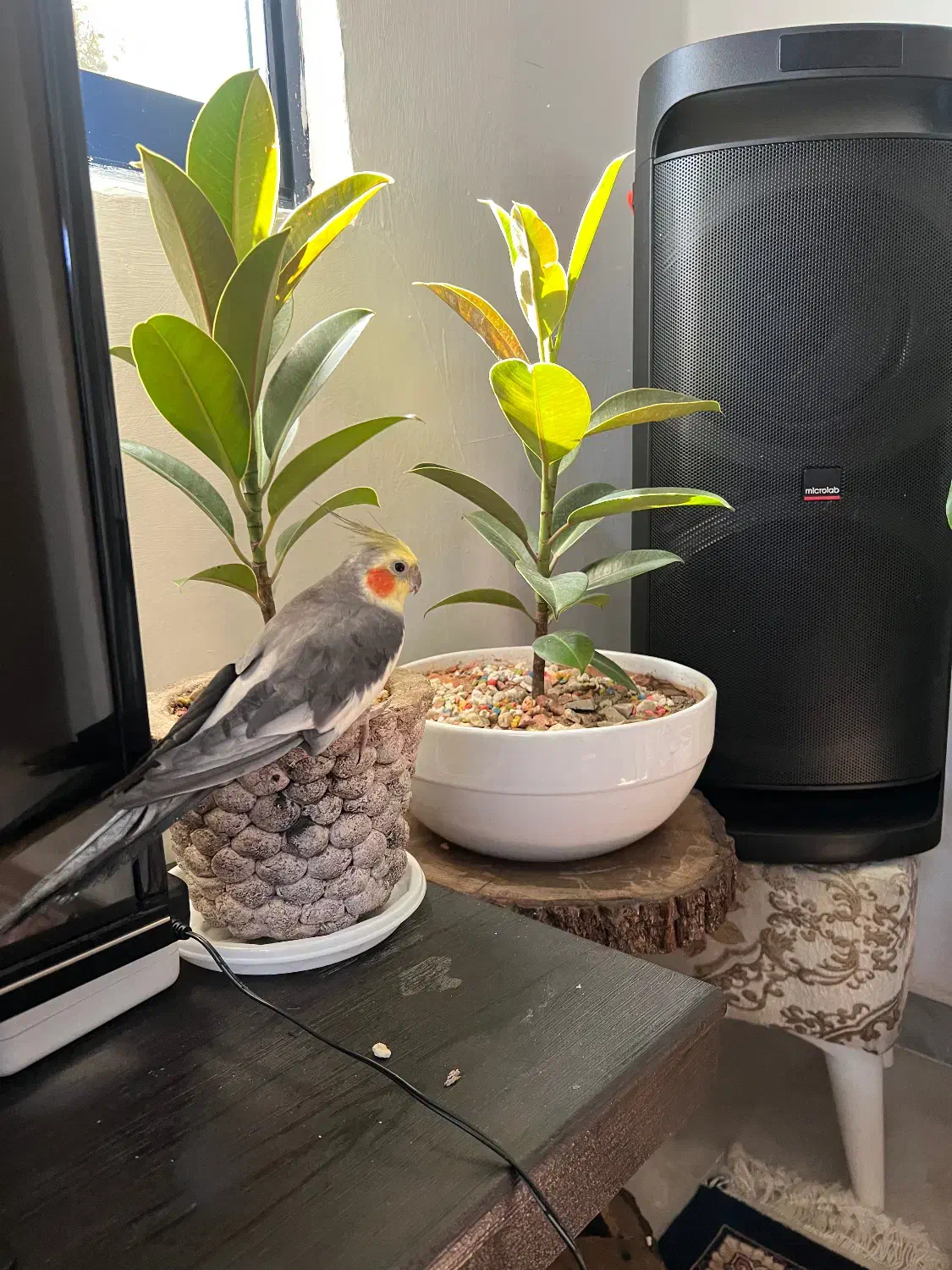 گمشده|حیوانات|رشت, سلیمانداراب|دیوار