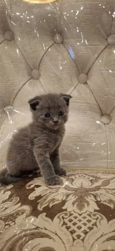 اسکاتیش بلو|گربه|رشت, لاکانی|دیوار