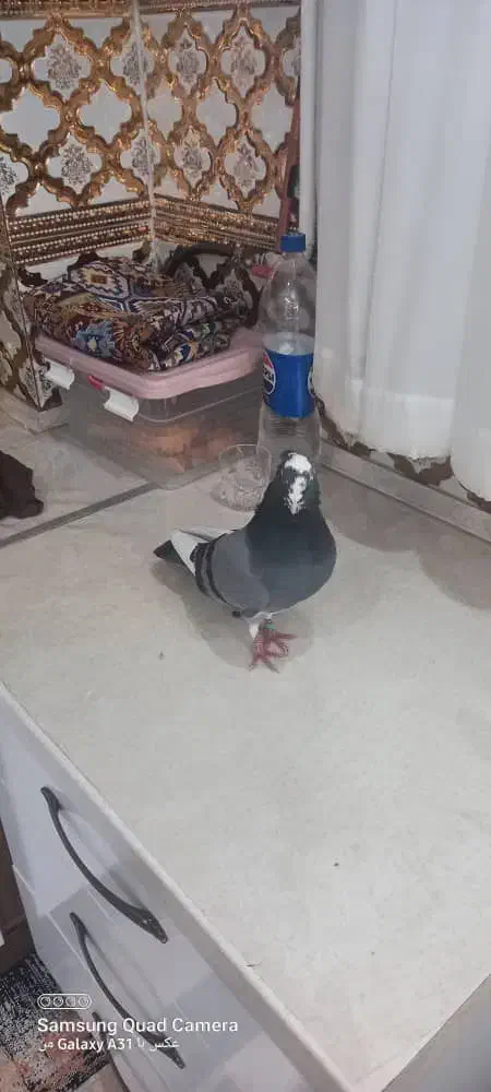 گوی آلا نر|حیوانات|اردبیل, |دیوار