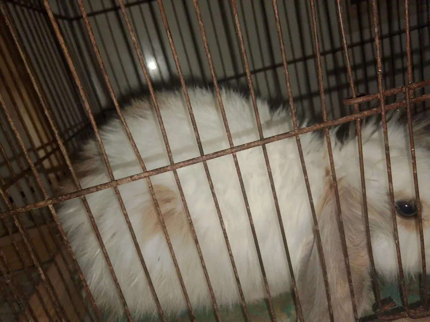 خرگوش|موش و خرگوش|بم, |دیوار