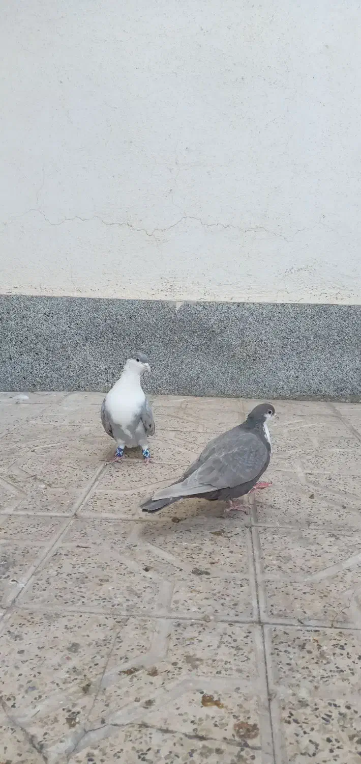 کفتر|پرنده|مشهد, شهرک مهرگان|دیوار