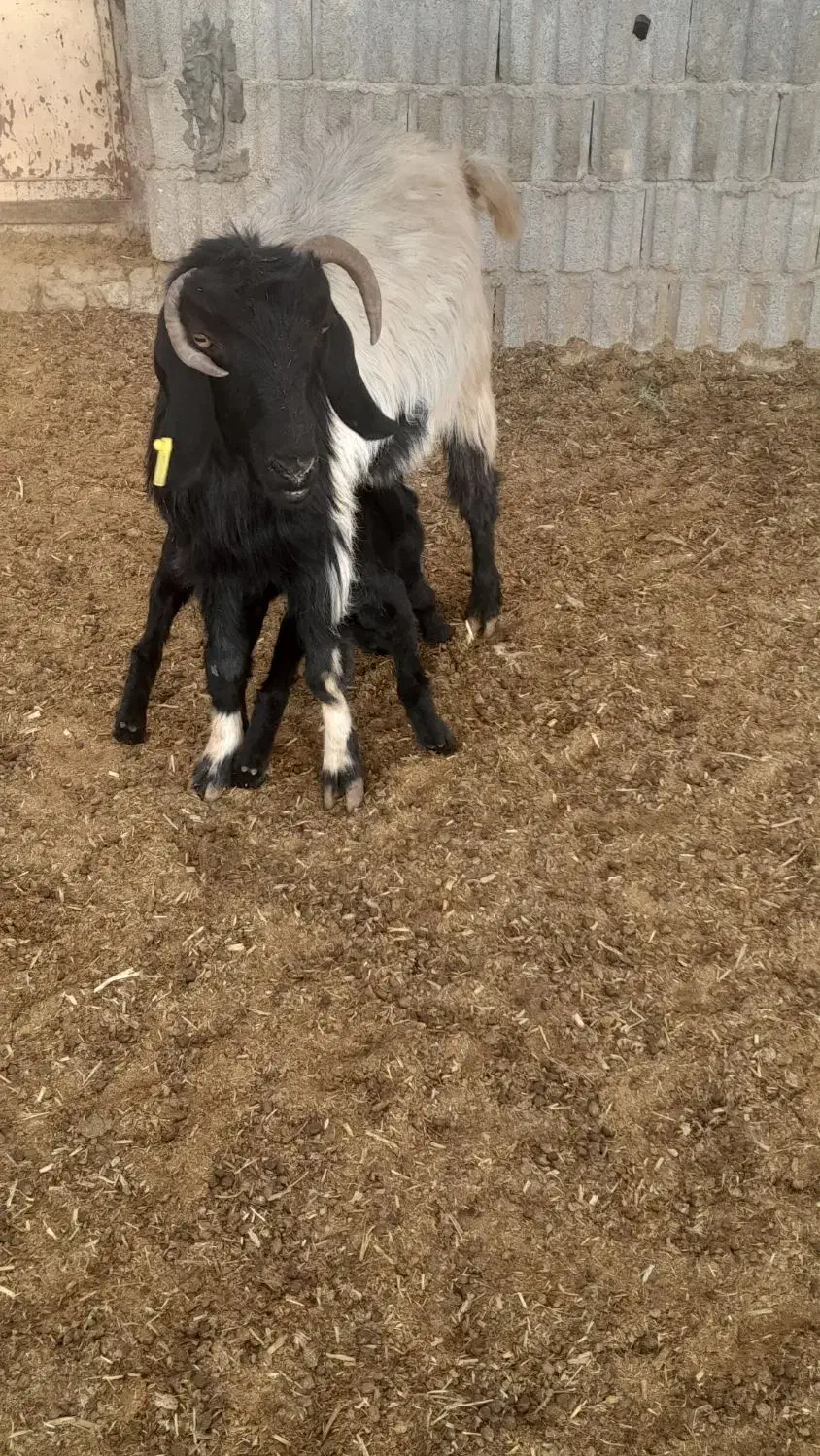 بز دوقلو باکهره دوقلو|حیوانات مزرعه|مرودشت, ده بید|دیوار