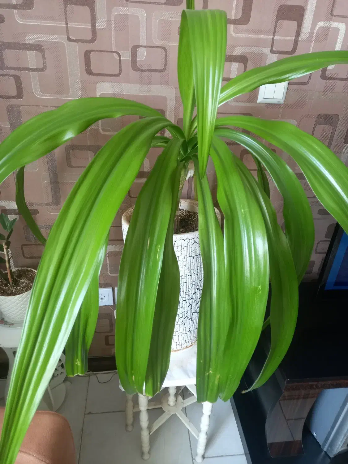 گل گیاه|گل مصنوعی|شاهینشهر, مسکن مهر|دیوار