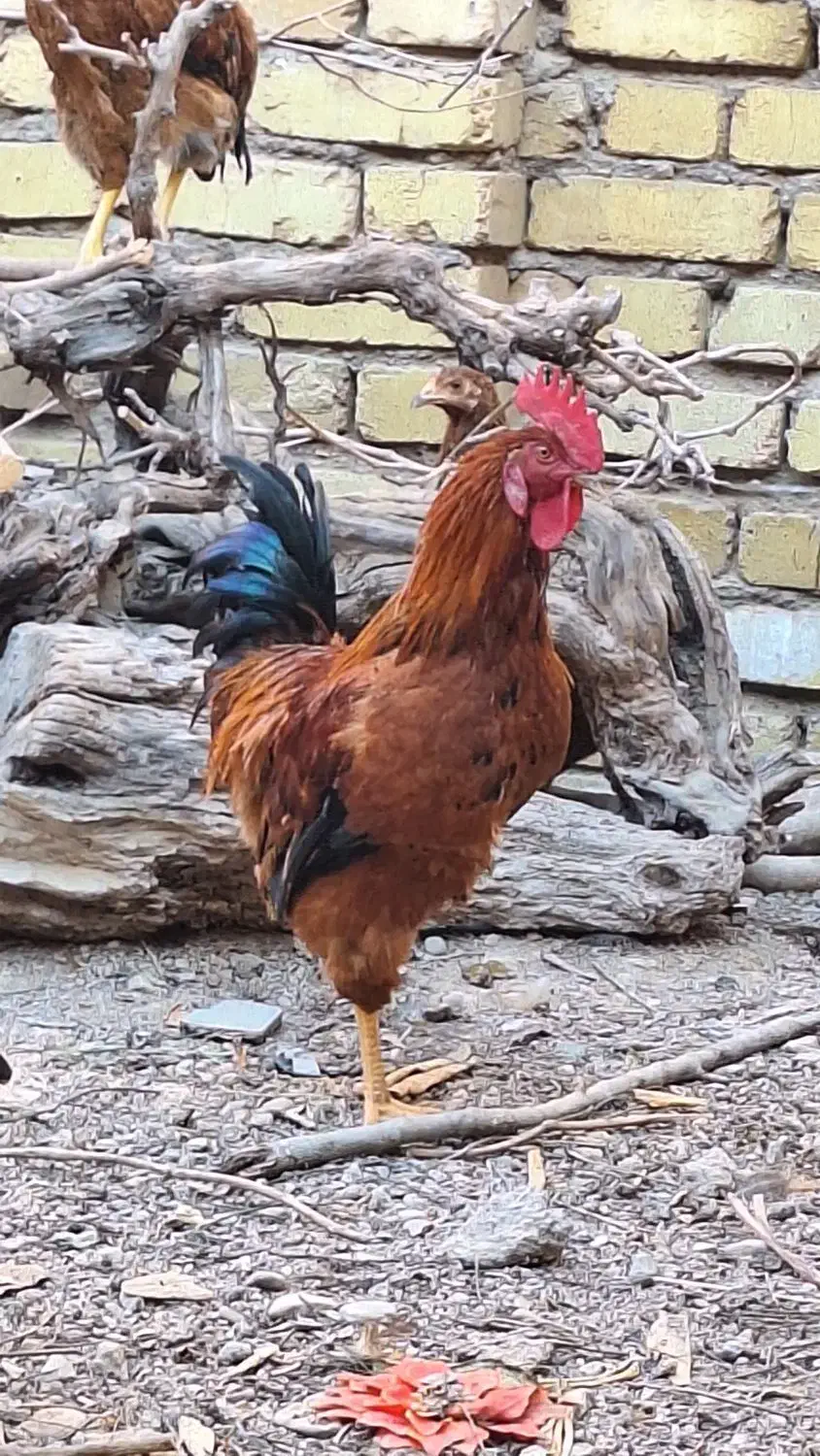 خروس ومرغ|حیوانات مزرعه|قزوین, |دیوار