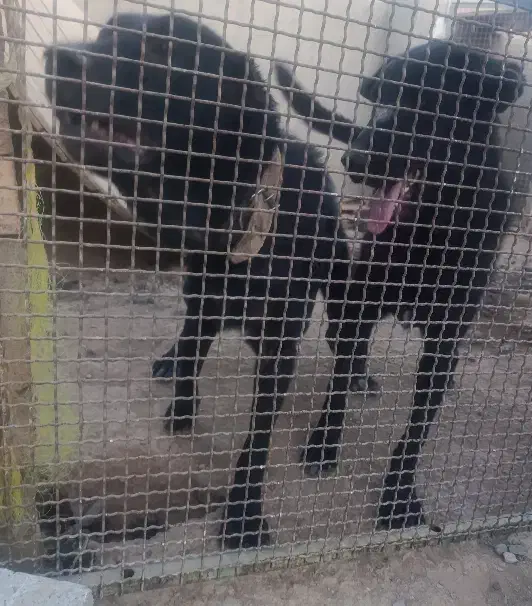 سرابی اصیل|سگ|دهق, |دیوار