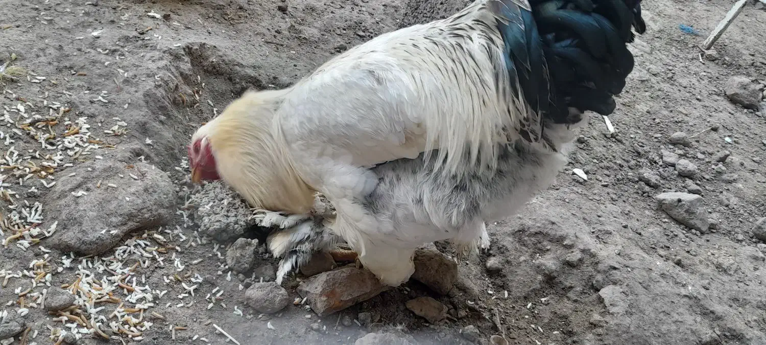 خروس برهما|حیوانات مزرعه|مشگین شهر, |دیوار