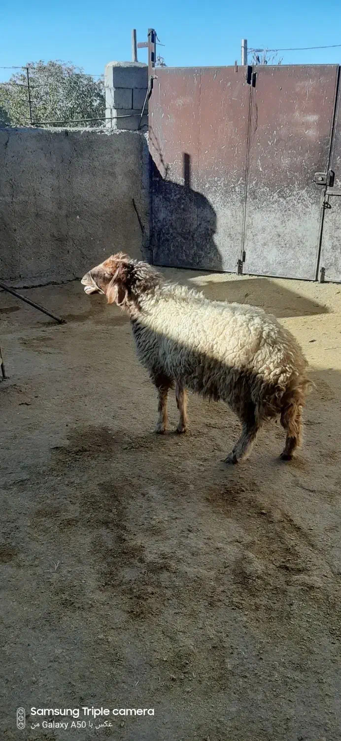 یه بره ماده فروشی درجه یک|حیوانات مزرعه|سیوان, |دیوار