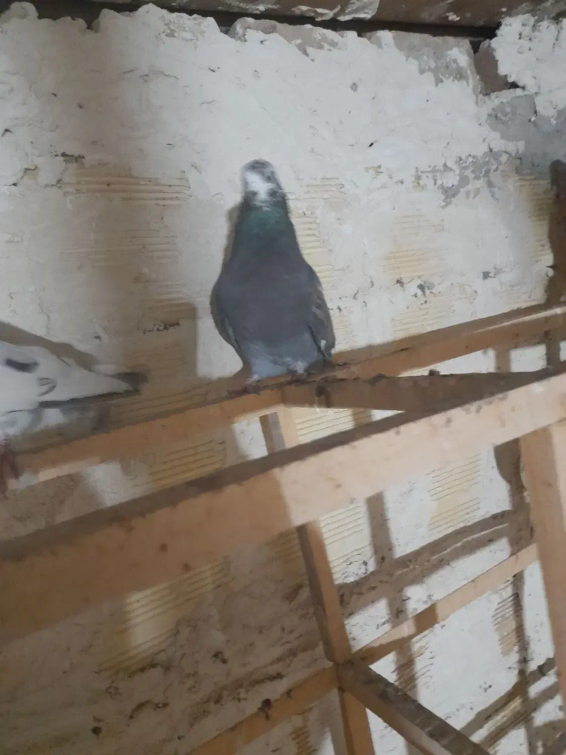 کفتر تهران|پرنده|میانه, |دیوار