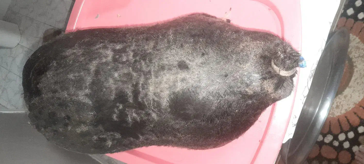 هیزه|ظروف نگهدارنده، پلاستیکی، یک‌بارمصرف|خرم‌آباد, |دیوار