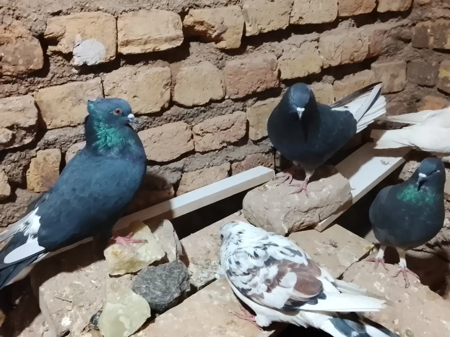 تعدادی کفتر پرشی و جوجه کشی|پرنده|گرمسار, |دیوار