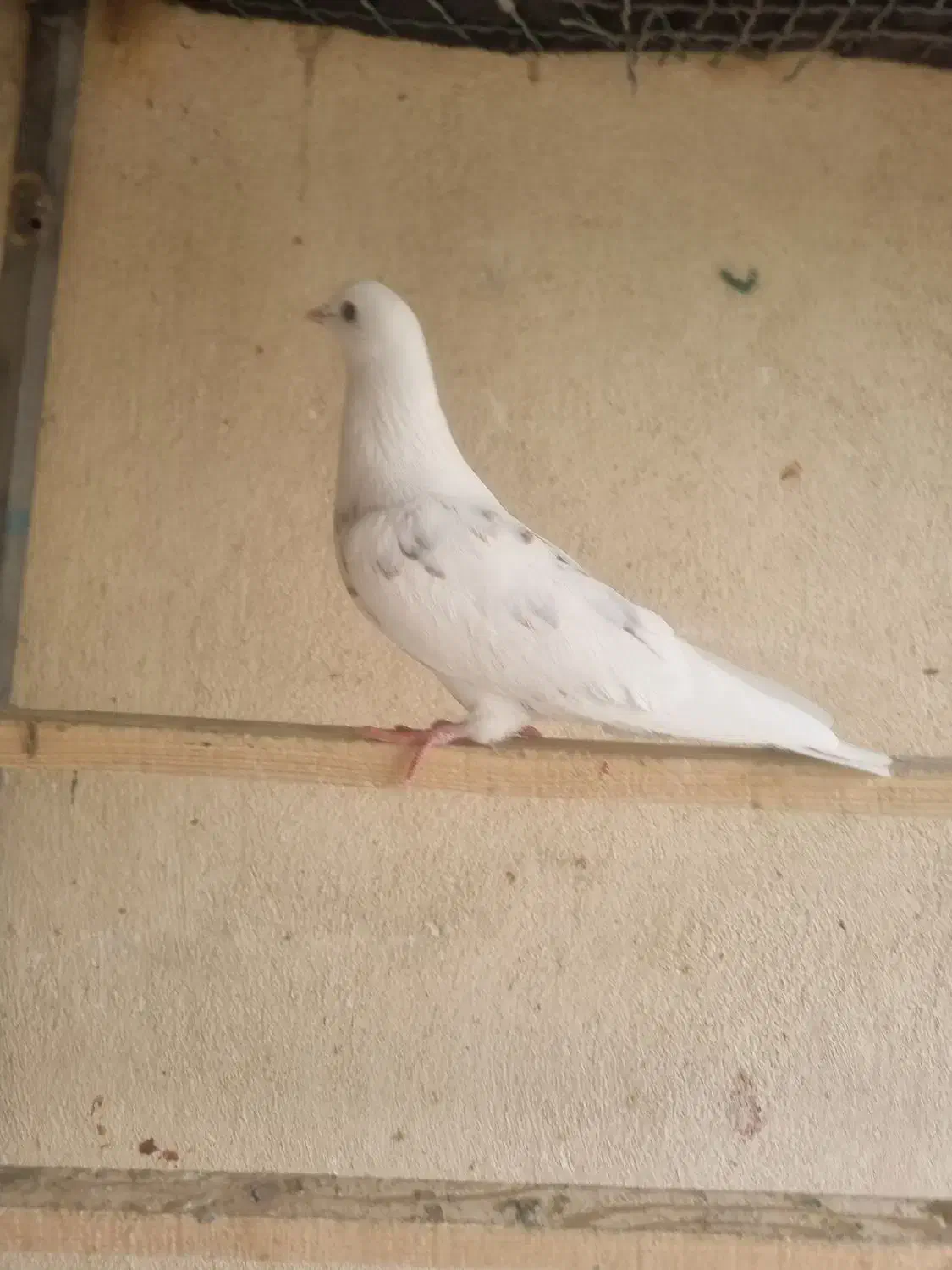 کفتر سفید پرش. سنگین|پرنده|فردیس, شهرک ۱۱۰|دیوار