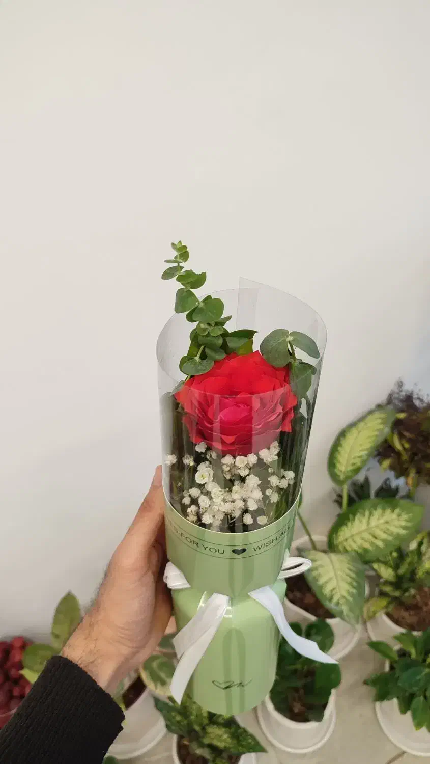 گل رز/تک شاخه/بوکت|گل و گیاه طبیعی|قم, میرزائیه|دیوار