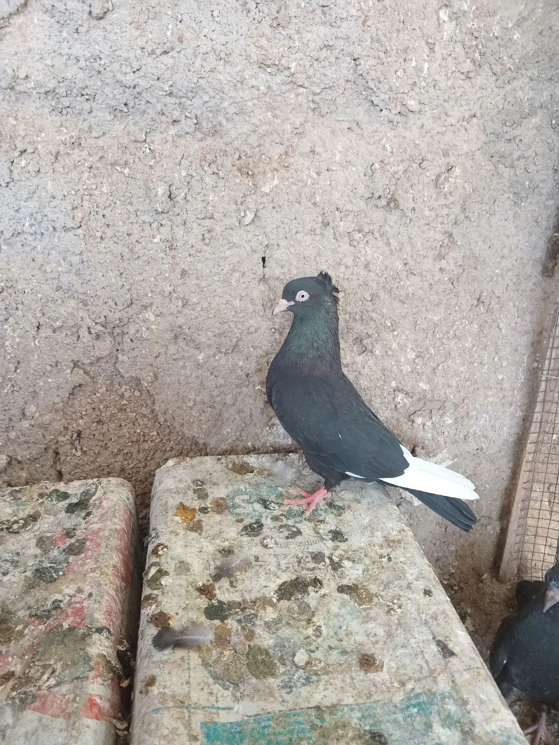 سینه|پرنده|سروستان, |دیوار