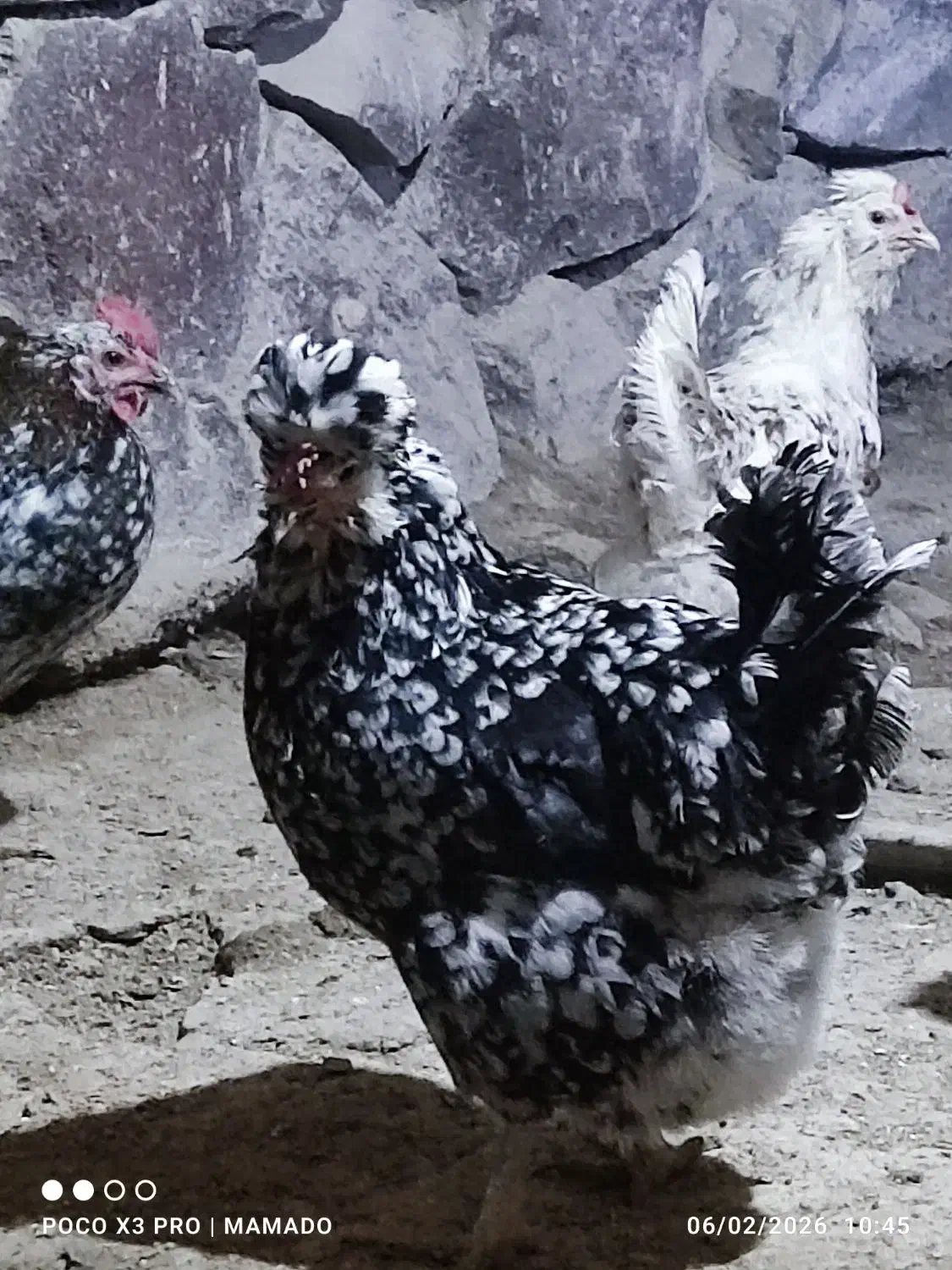 6 عدد مرغ گلین لری ریشو|حیوانات مزرعه|بوئین زهرا, |دیوار