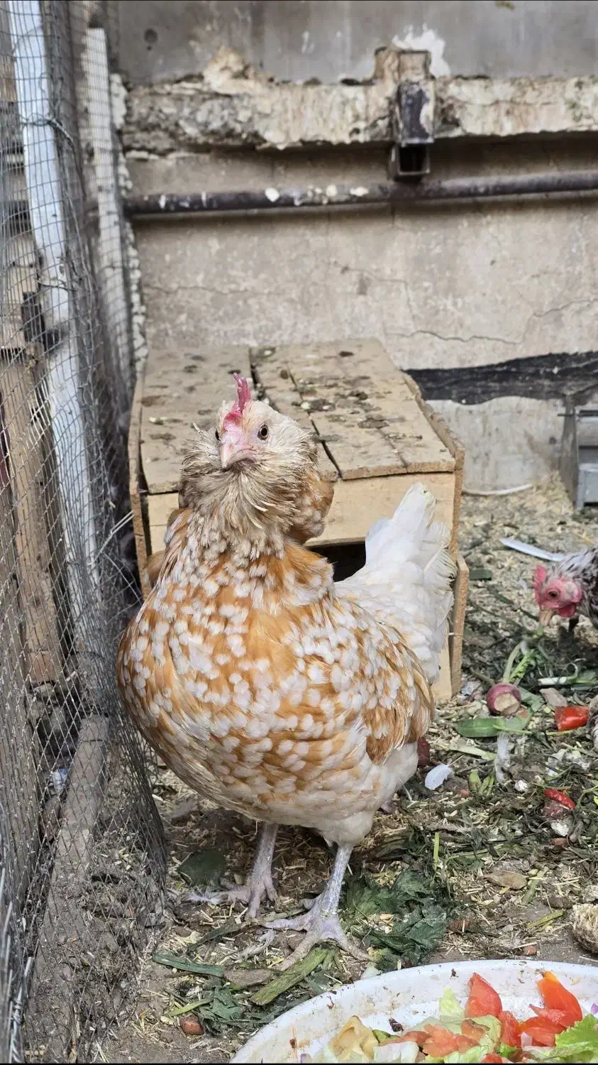 مرغ تورنگین|حیوانات مزرعه|تهران, جوادیه|دیوار