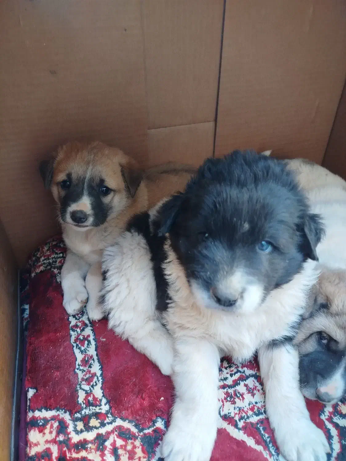 گمشدن 4تا توله 2تا نر 2تا ماده و مادر بومی|سگ|شاهین‌شهر, شهرک گلدیس|دیوار