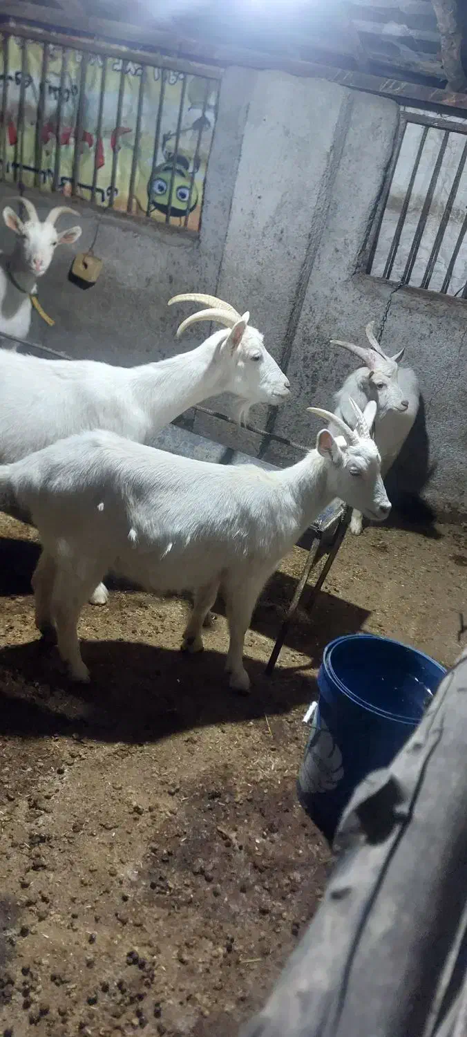 ماده چبش و نر چبش سانن|حیوانات مزرعه|علی‌آباد کتول, |دیوار