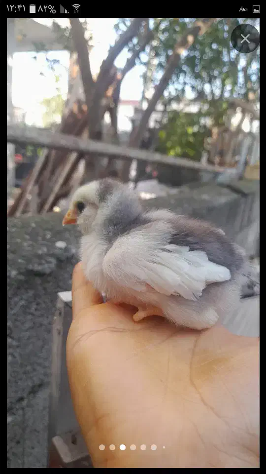 نیمجه گلین|حیوانات مزرعه|چالوس, |دیوار