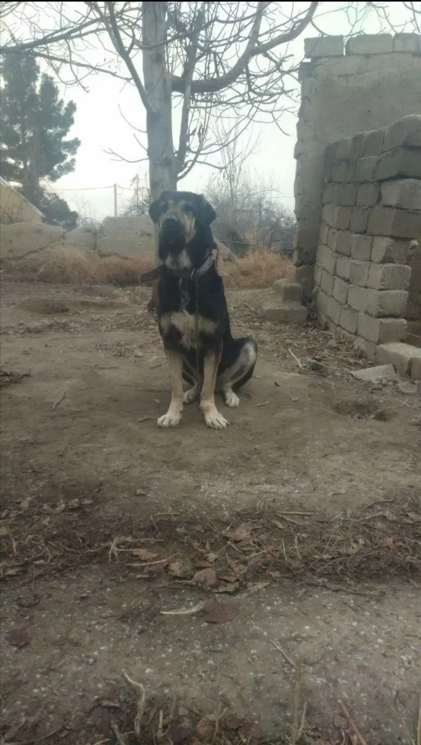 سگ عراقی|سگ|نوشین شهر, |دیوار