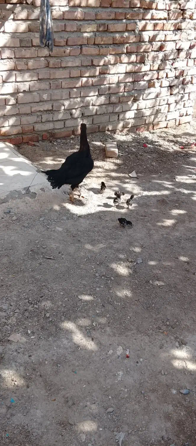 ماده مرغ با 6جوجه|حیوانات مزرعه|ایرانشهر, |دیوار