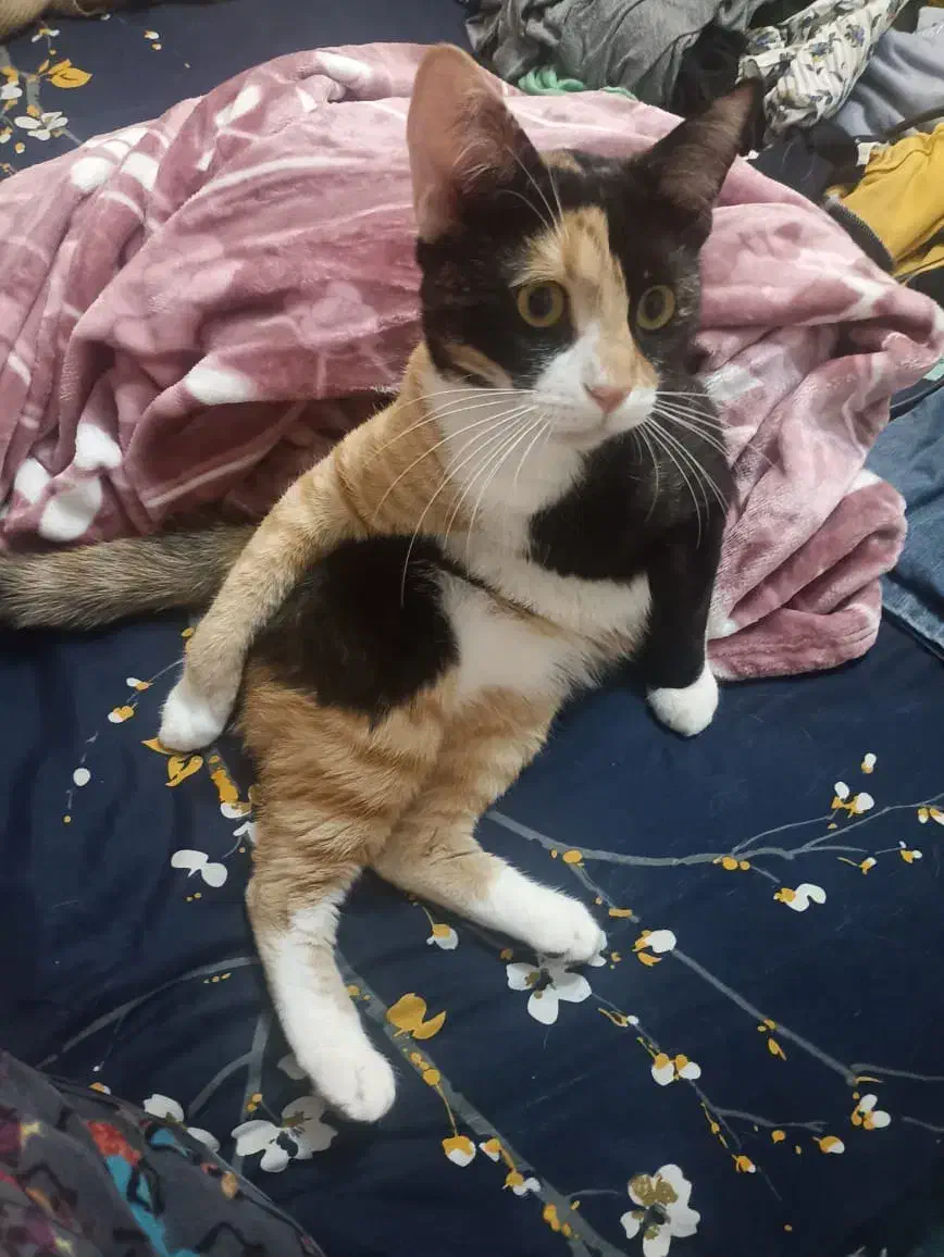 واگذاری رایگان|گربه|پردیس, فاز ۲|دیوار