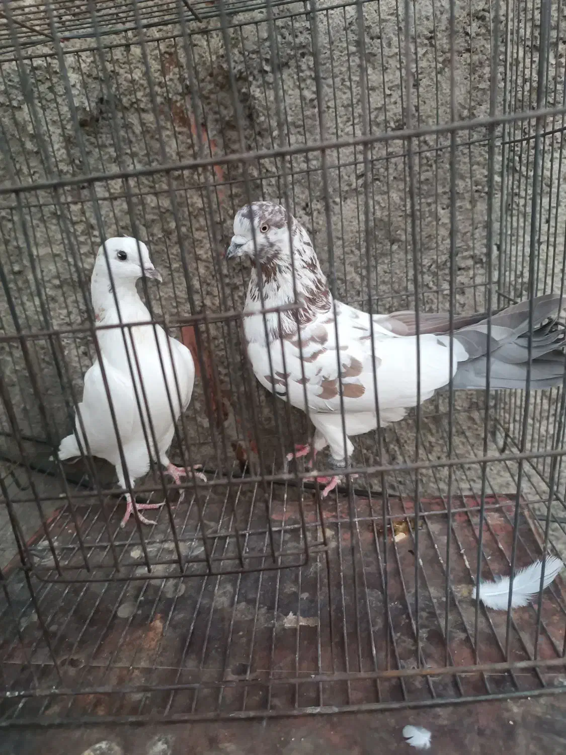 کبوتر|پرنده|الشتر, |دیوار