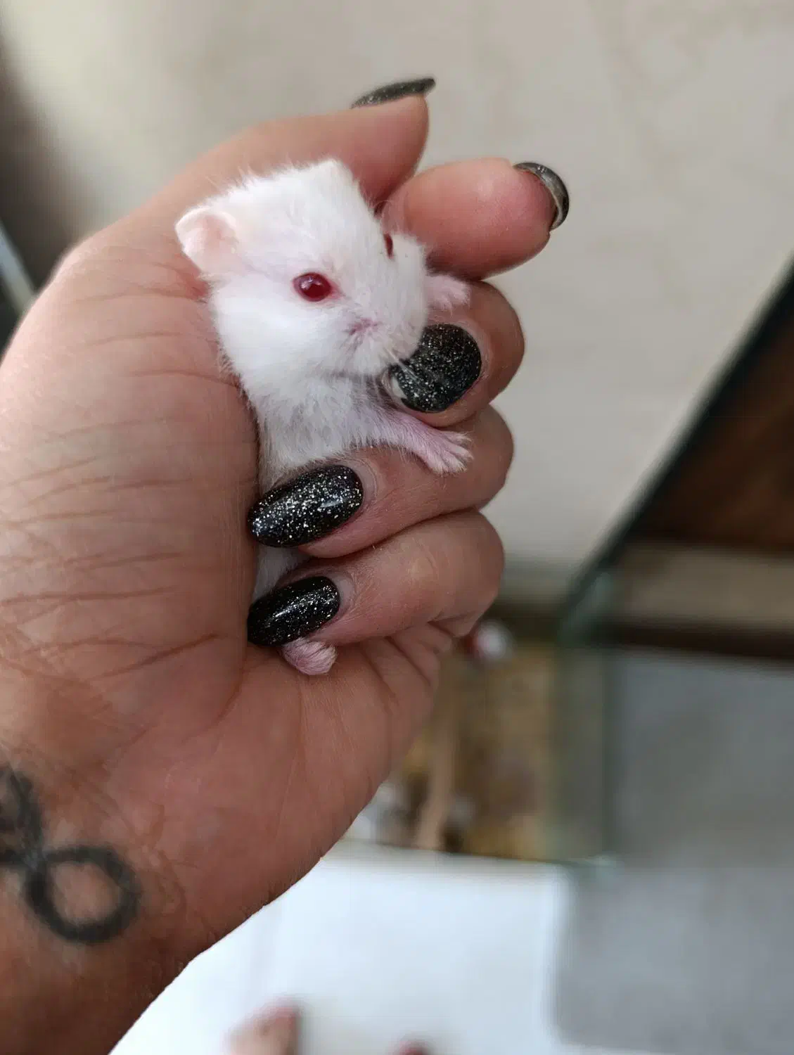 همستر|موش و خرگوش|چهارباغ, |دیوار