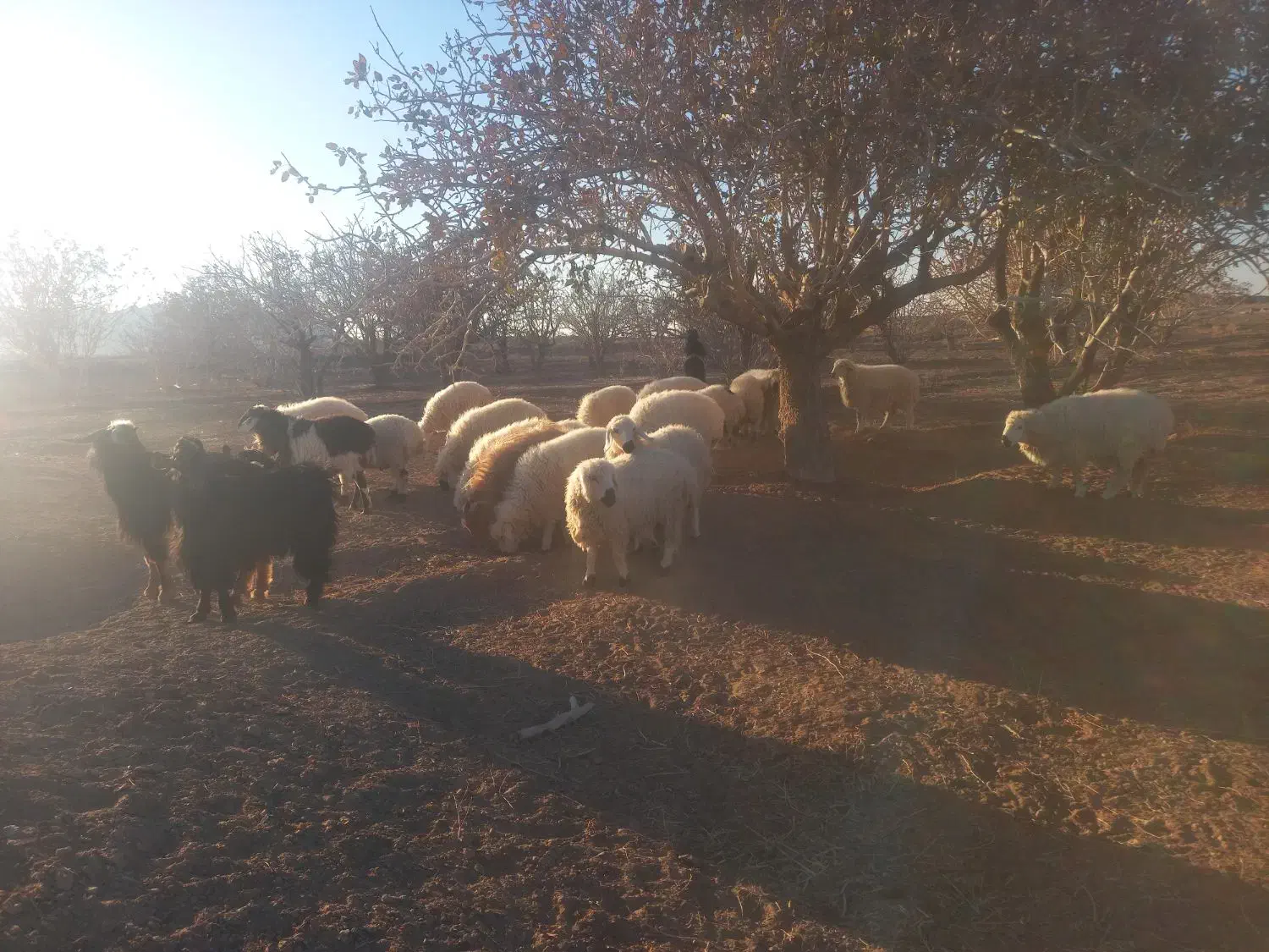 بره نر و ماده مناسب داشت و پرواری و کشتن|حیوانات مزرعه|جلگه ماژان, |دیوار