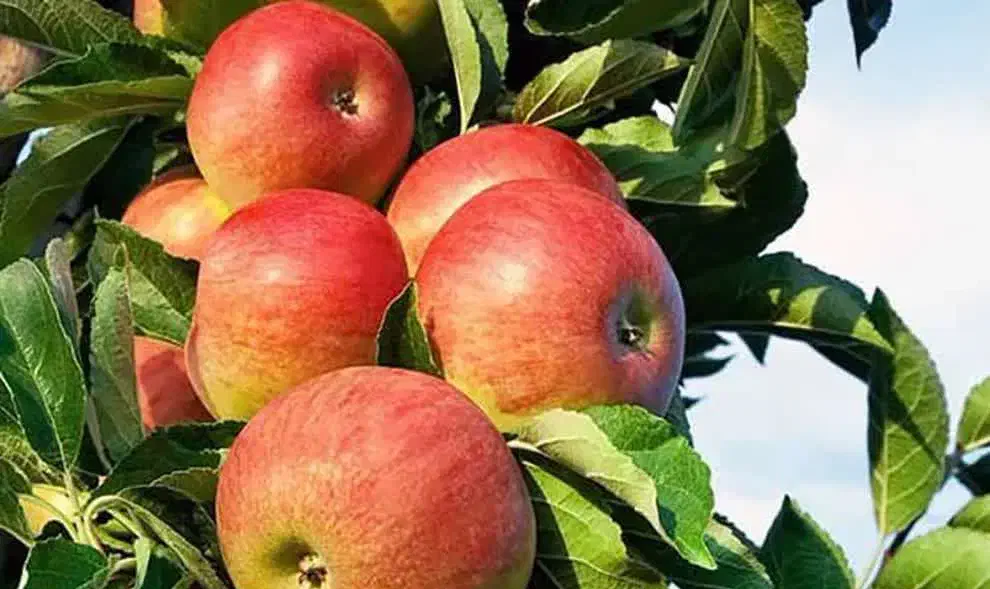 تولید و عرضه نهال سیب مشهدی|خدمات باغبانی و درختکاری|فردیس, شهرک هفده شهریور|دیوار