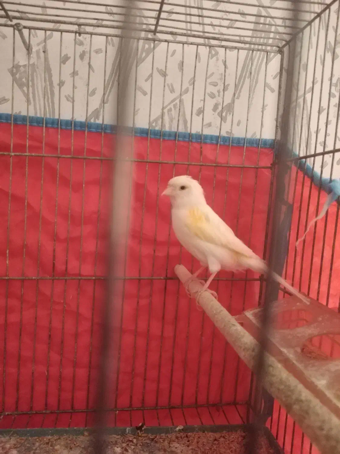 پرنده قناری ماده|پرنده|شیراز, گلشن|دیوار