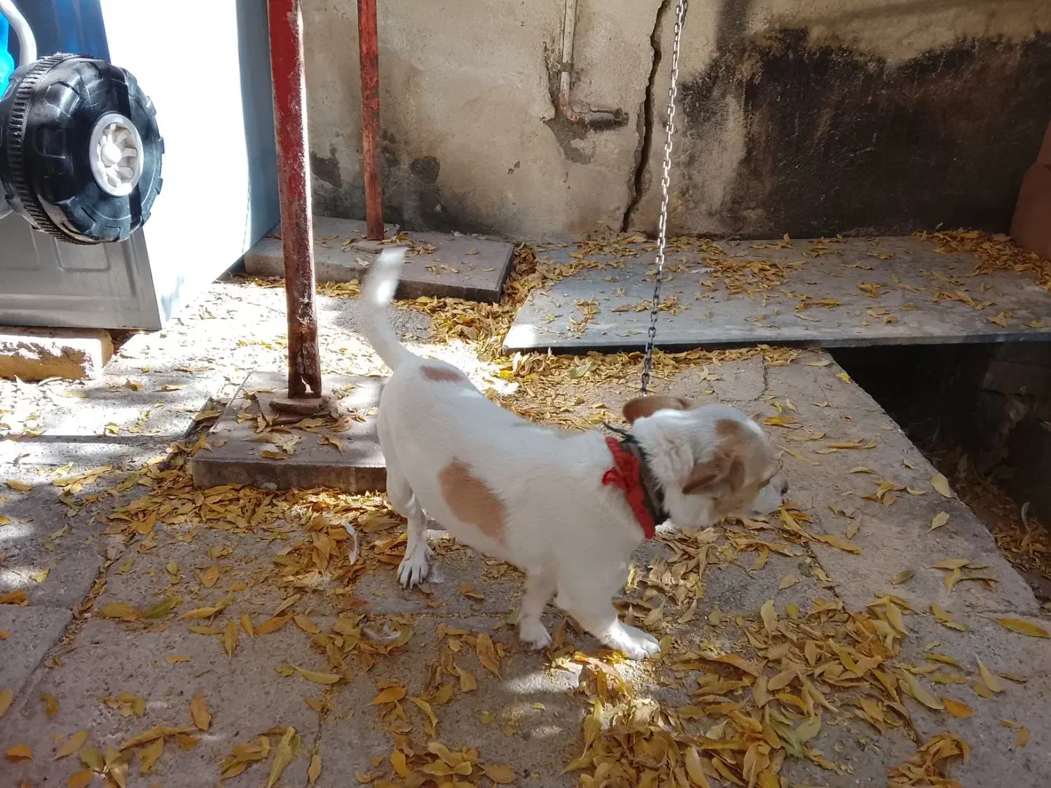 سگ آپارتمانی درجه یک|سگ|زرندیه, |دیوار