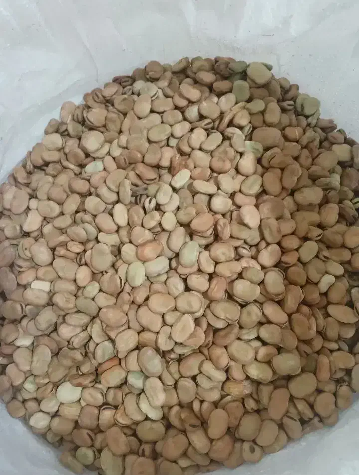 باقالی خشک عمده|خوردنی و آشامیدنی|گلبهار, شهر جدید گلبهار|دیوار