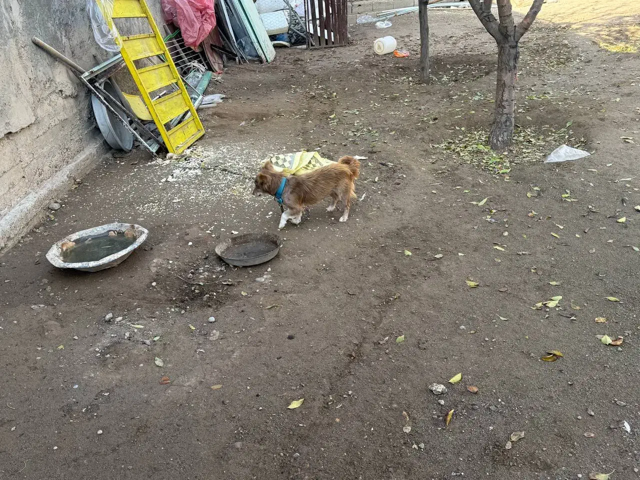 معاوضه با یک جفت کبوتر خوب|سگ|بکتاش, |دیوار