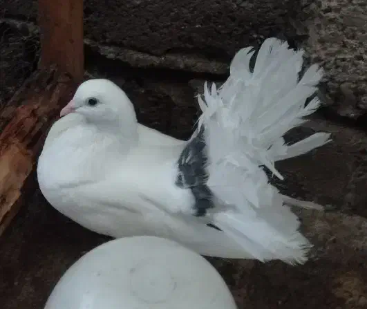 کبوتر دم چتری نر فقط|پرنده|لنگرود, |دیوار