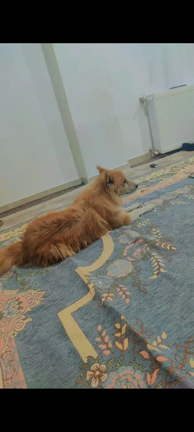 سگ نژاد پامرشپیتز|سگ|دیواندره, |دیوار