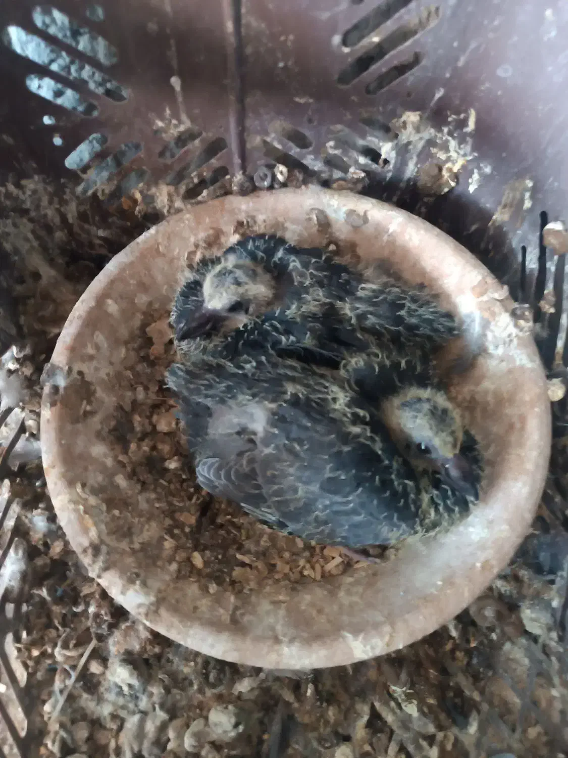 کبوتر گمشده دمگیر غلاق|حیوانات|خمینیشهر, |دیوار