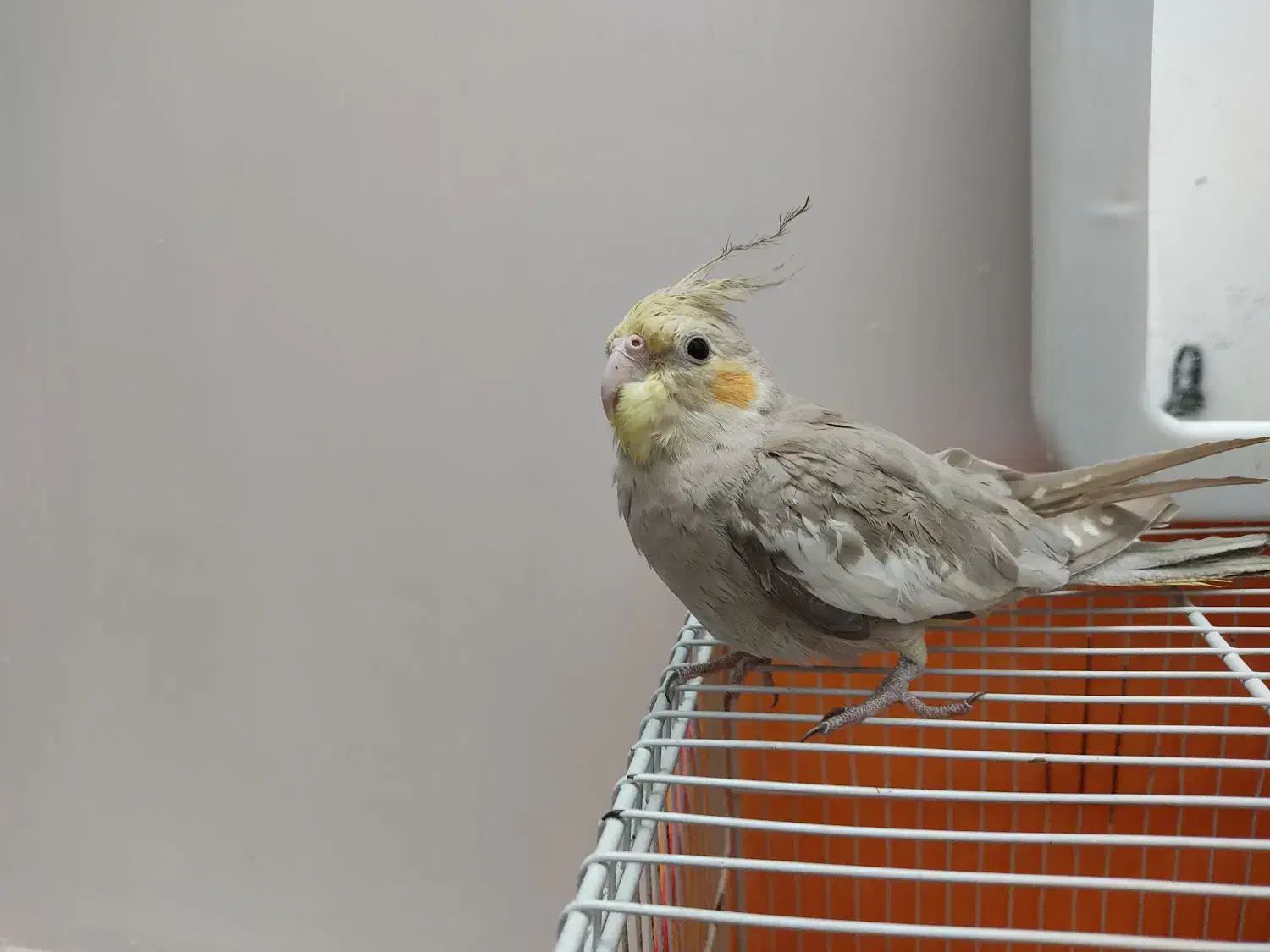 عروس بلندی سخنگو|پرنده|کاشمر, |دیوار