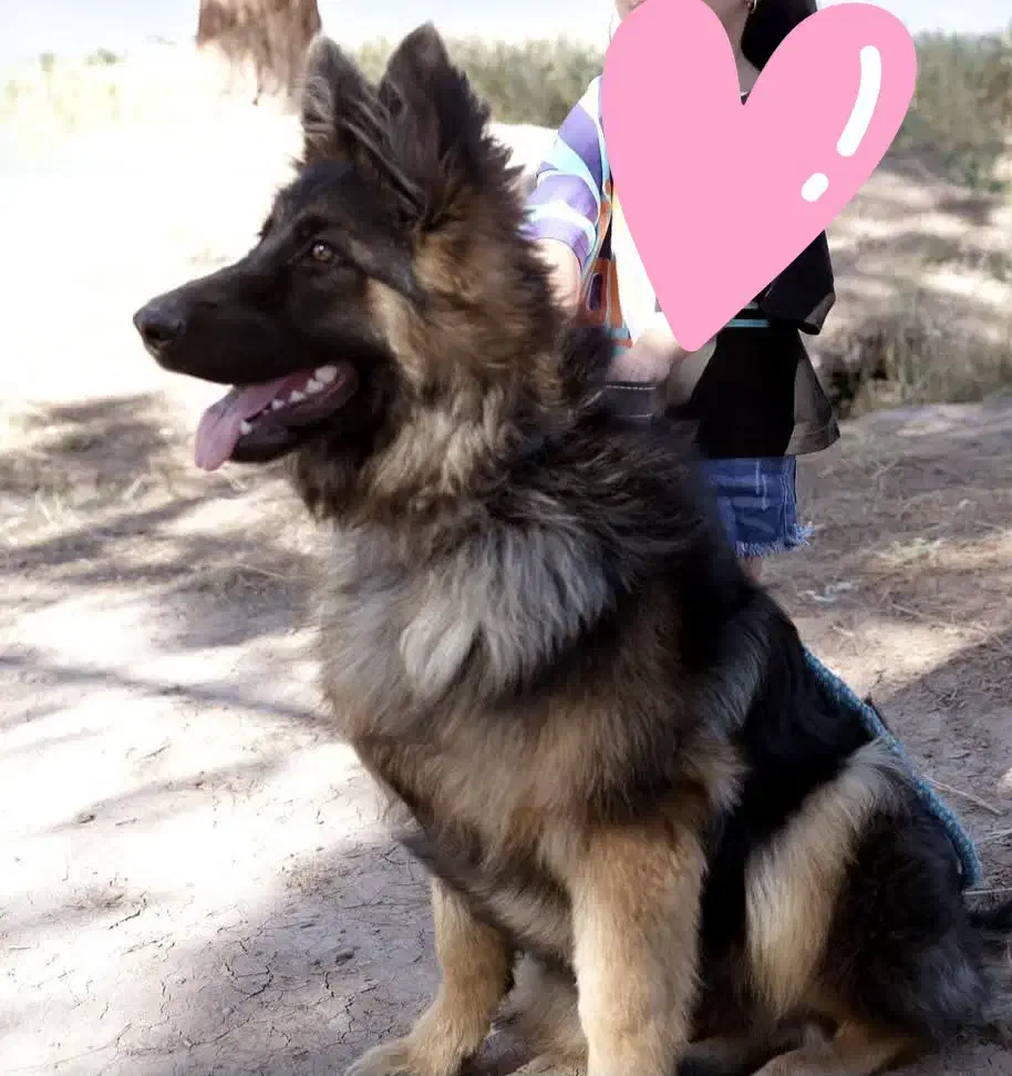 ژرمن شپرد|سگ|تهران, مشیریه|دیوار