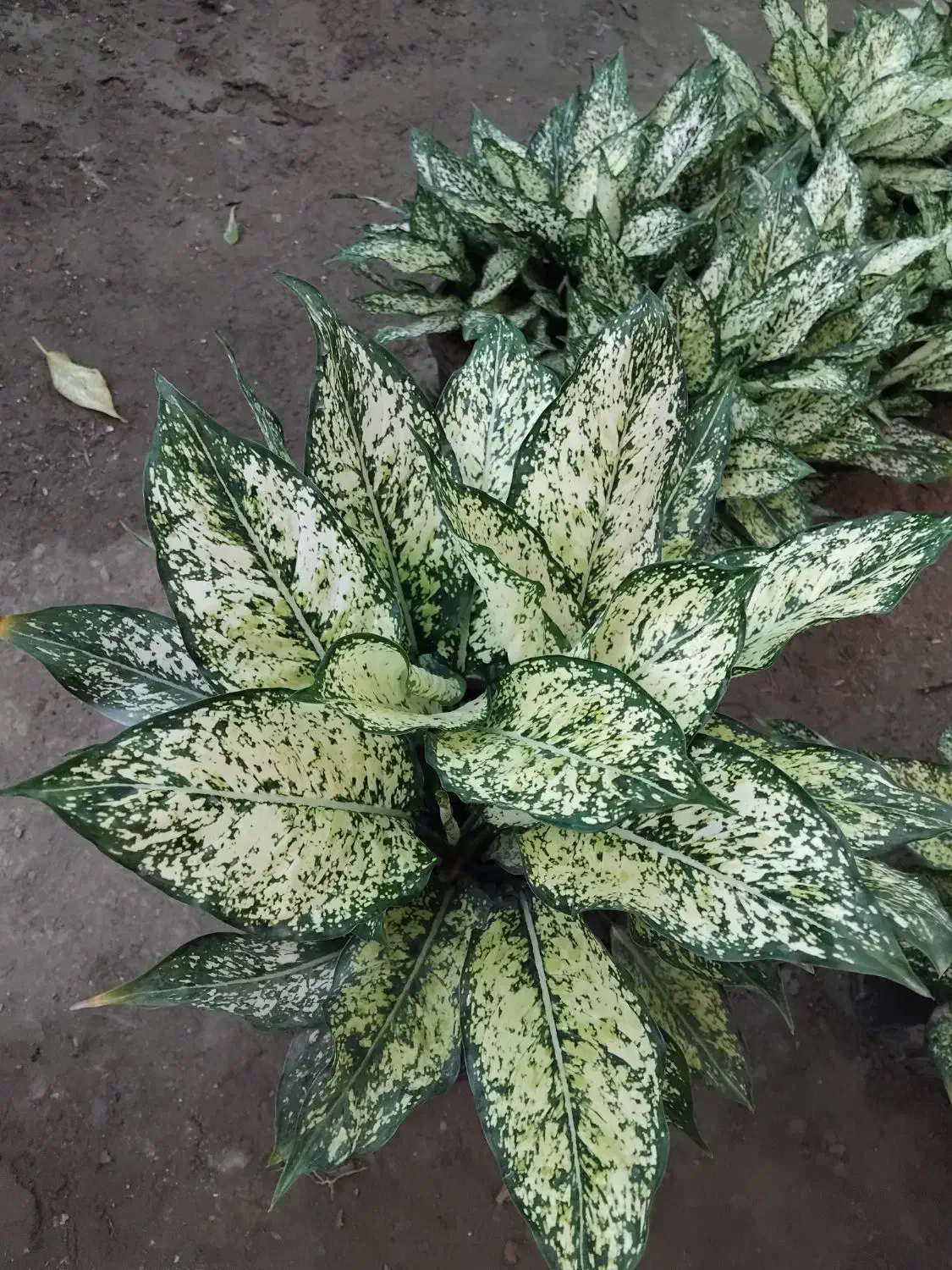 آگلونما سفید برفی|خدمات باغبانی و درختکاری|مرزیکلا, |دیوار